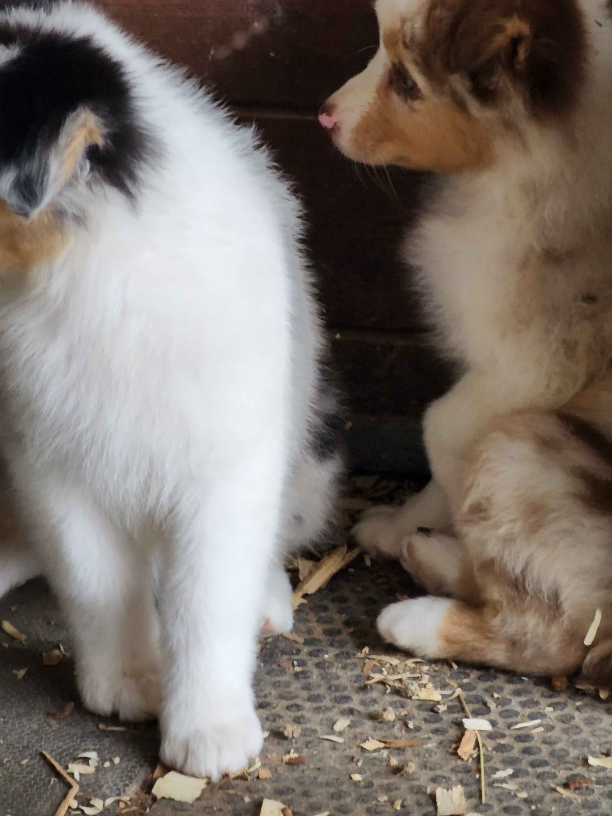 Australian Shepherd Puppies breeder image 11