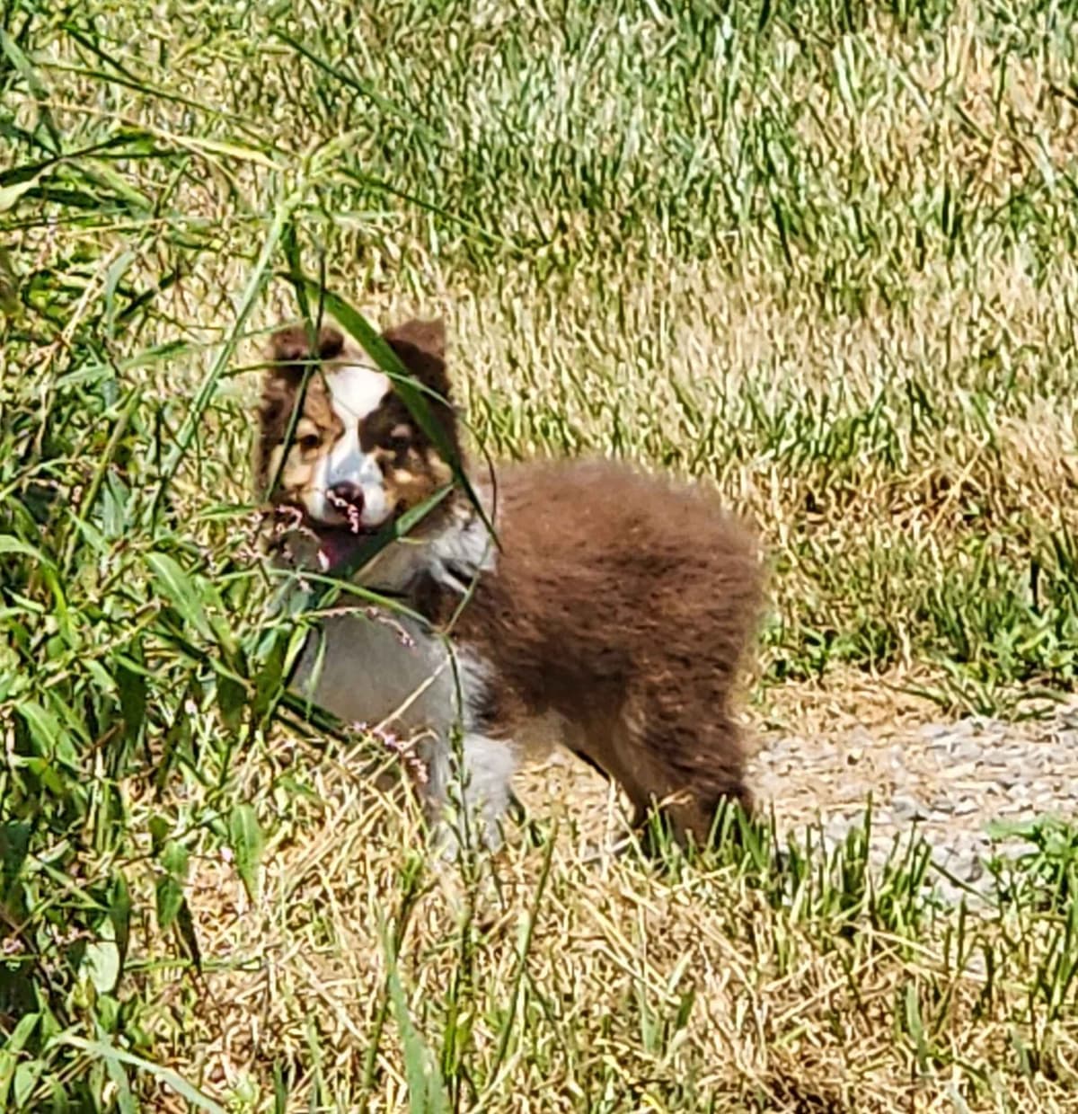 Australian Shepherd Puppies breeder image 12