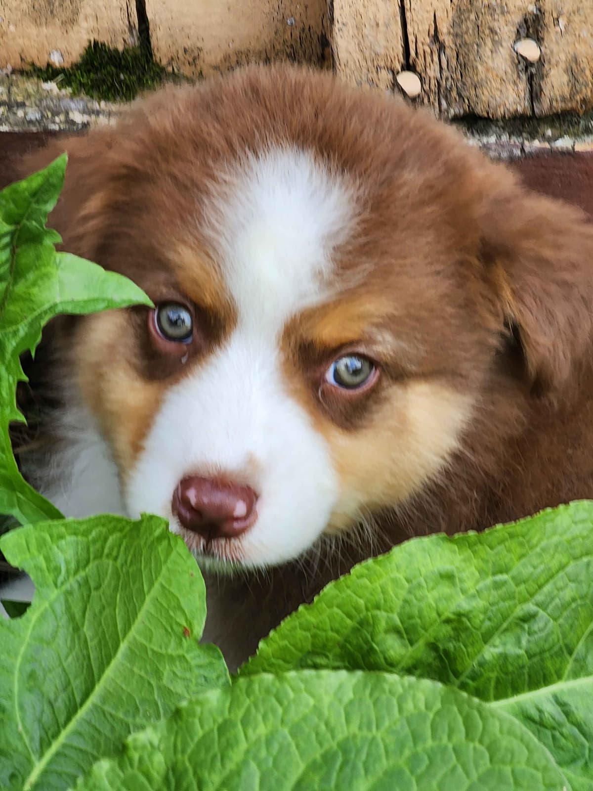 Australian Shepherd Puppies breeder image 13