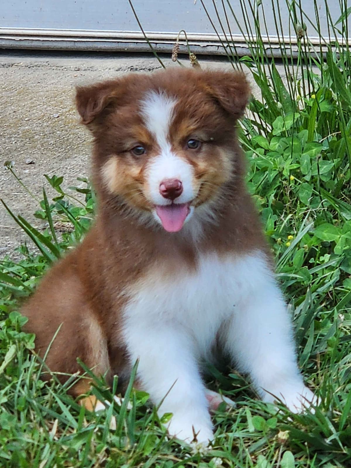 Australian Shepherd Puppies breeder image 14