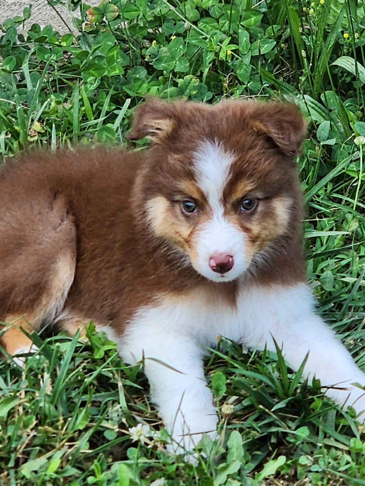 Australian Shepherd Puppies breeder image 15