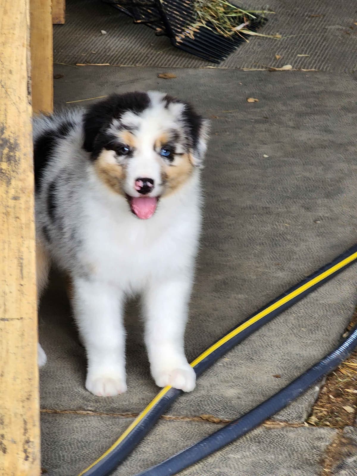 Australian Shepherd Puppies breeder image 16