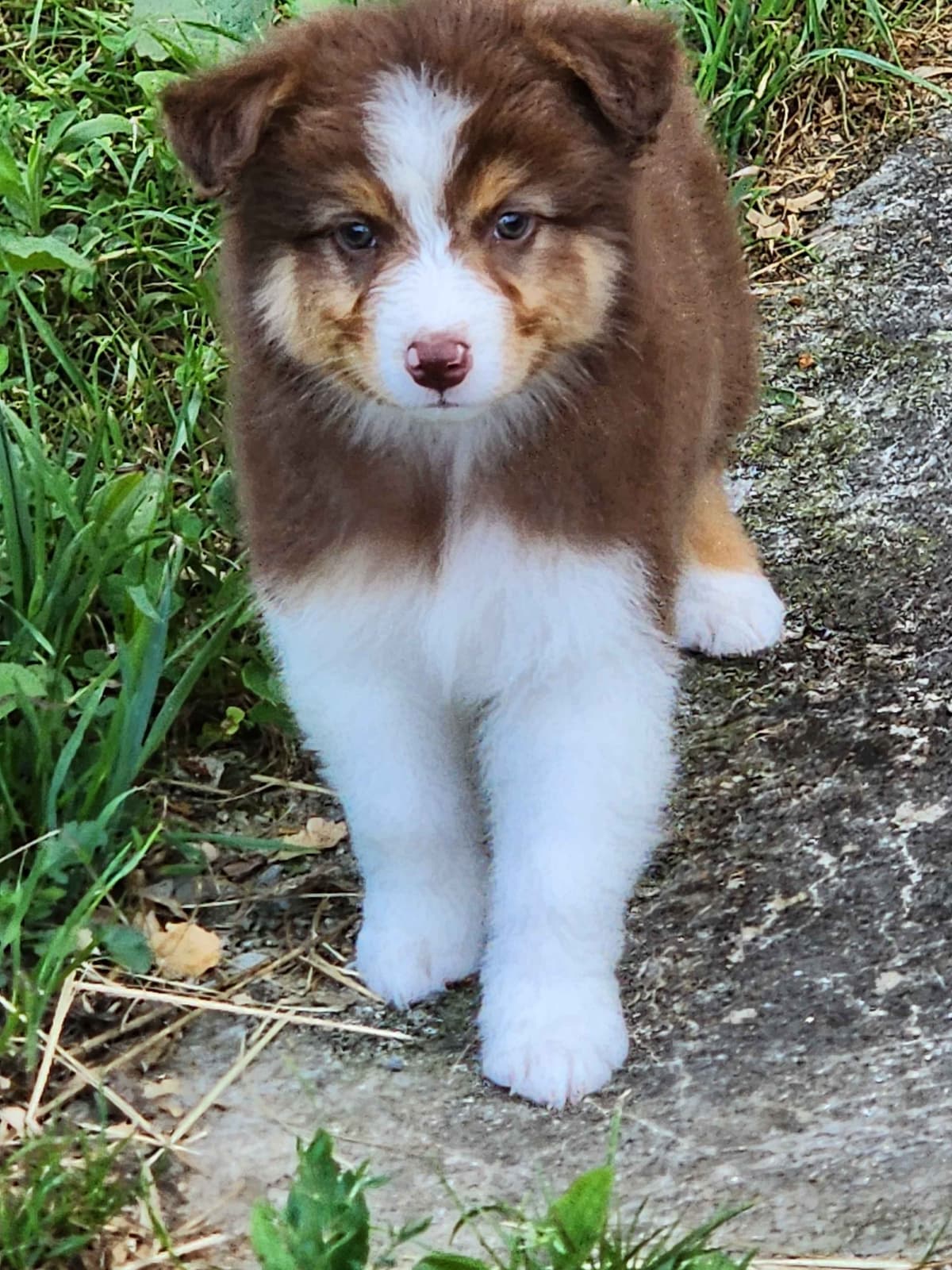 Australian Shepherd Puppies breeder image 17