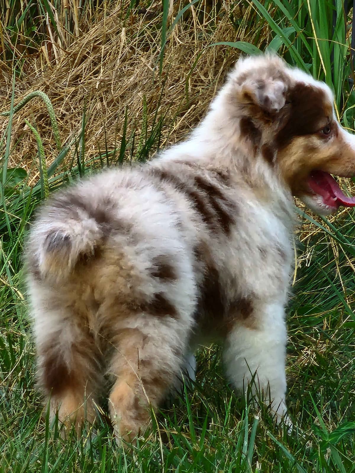 Australian Shepherd Puppies breeder image 18