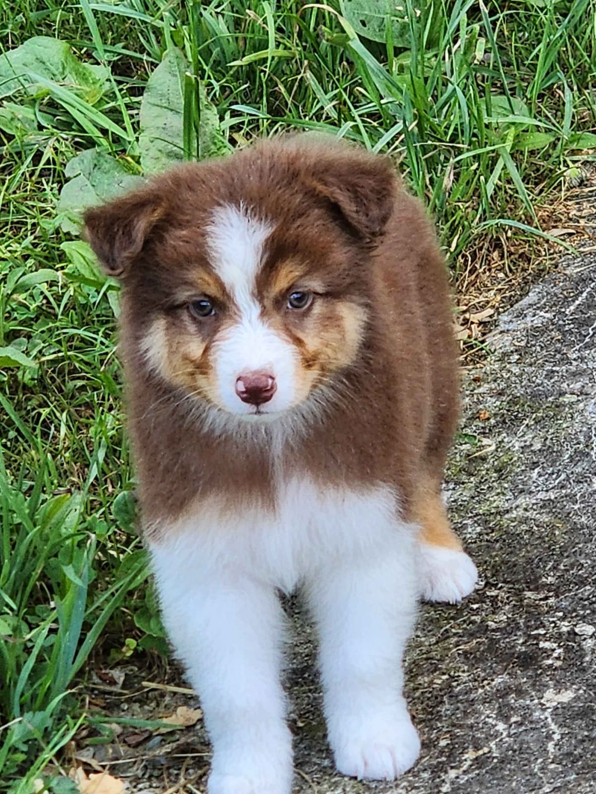 Australian Shepherd Puppies breeder image 19