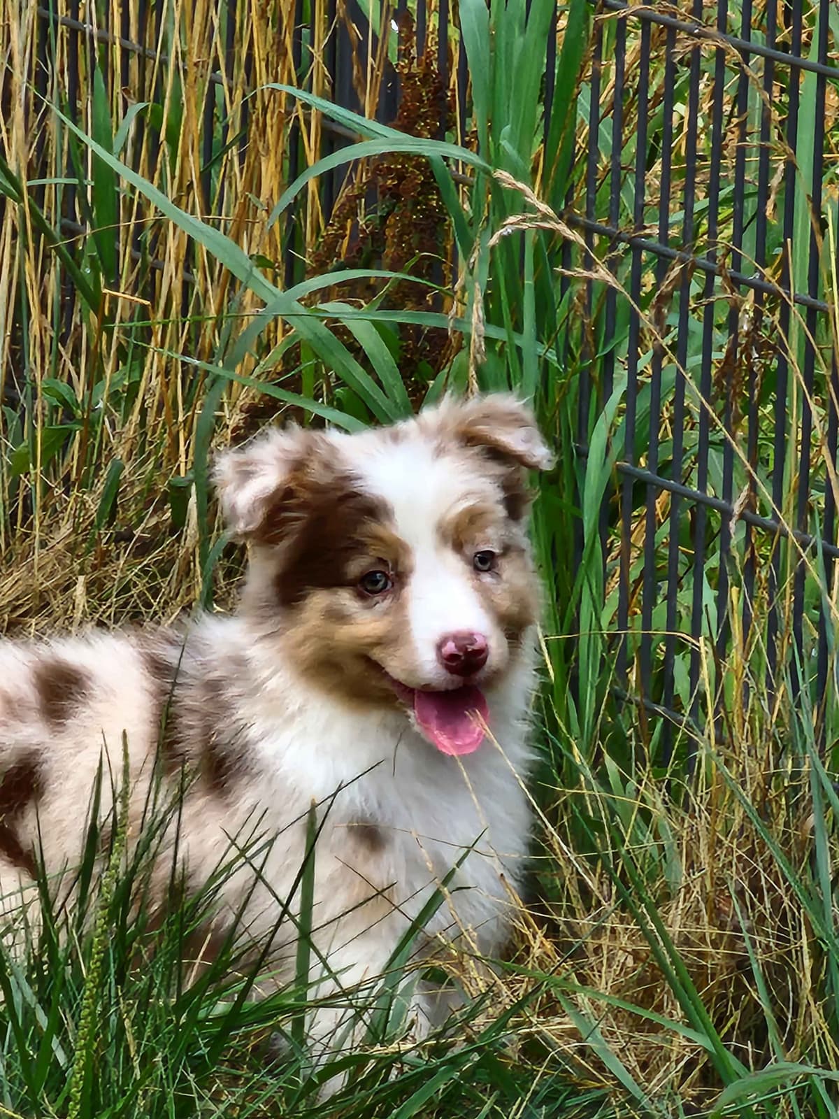 Australian Shepherd Puppies breeder image 20
