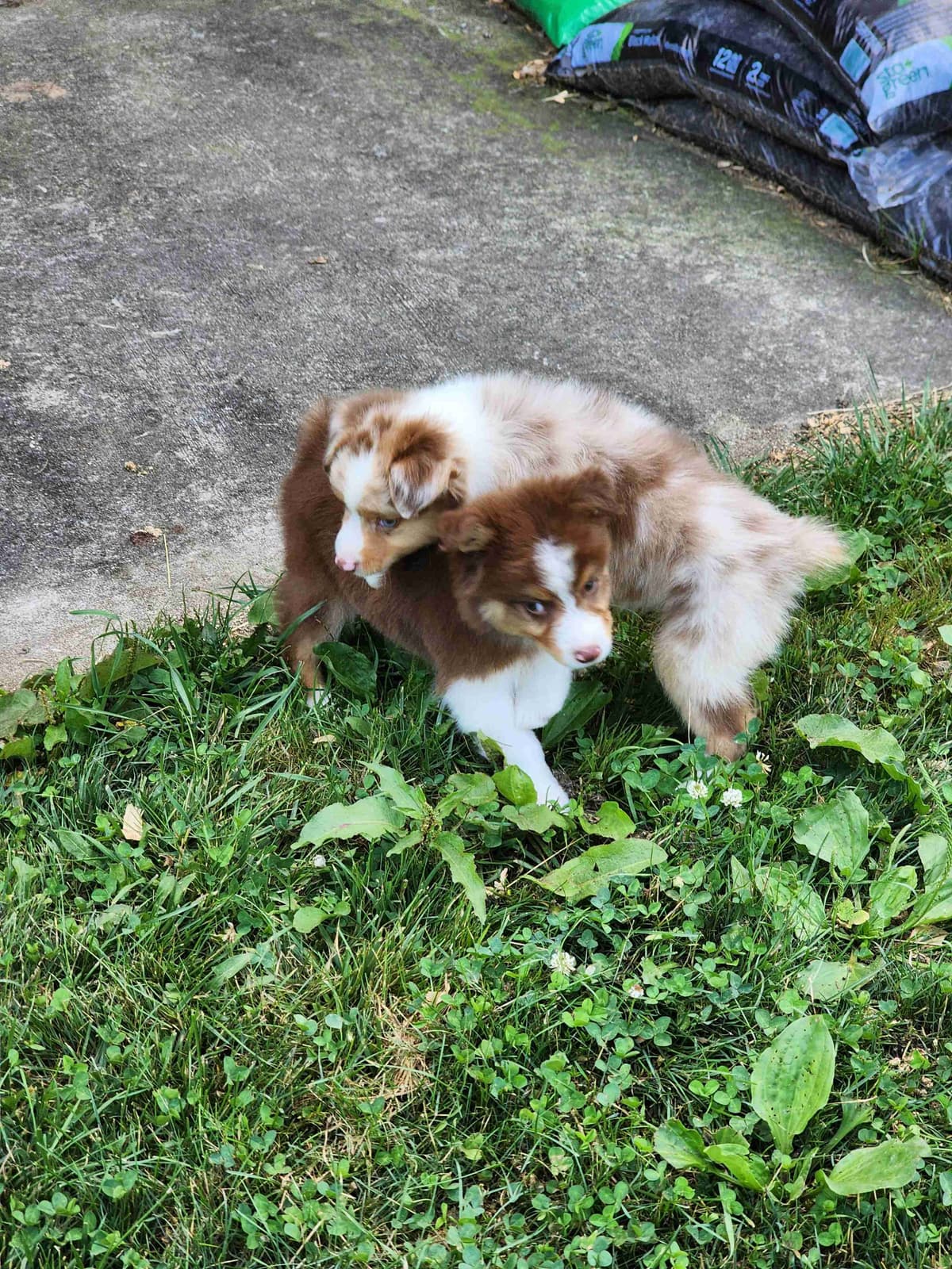 Australian Shepherd Puppies breeder image 22