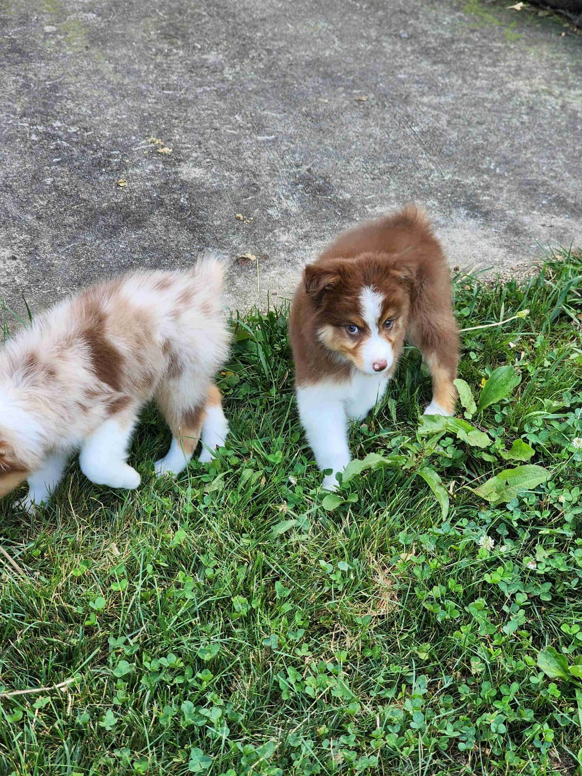 Australian Shepherd Puppies breeder image 21