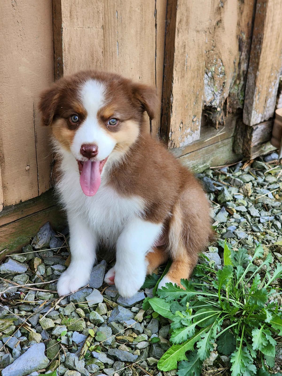 Australian Shepherd Puppies breeder image 23