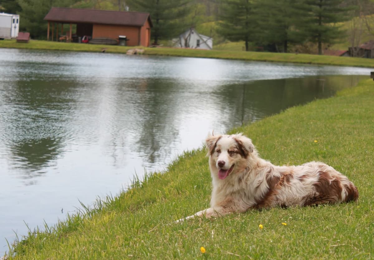 Australian Shepherd Puppies breeder image 24