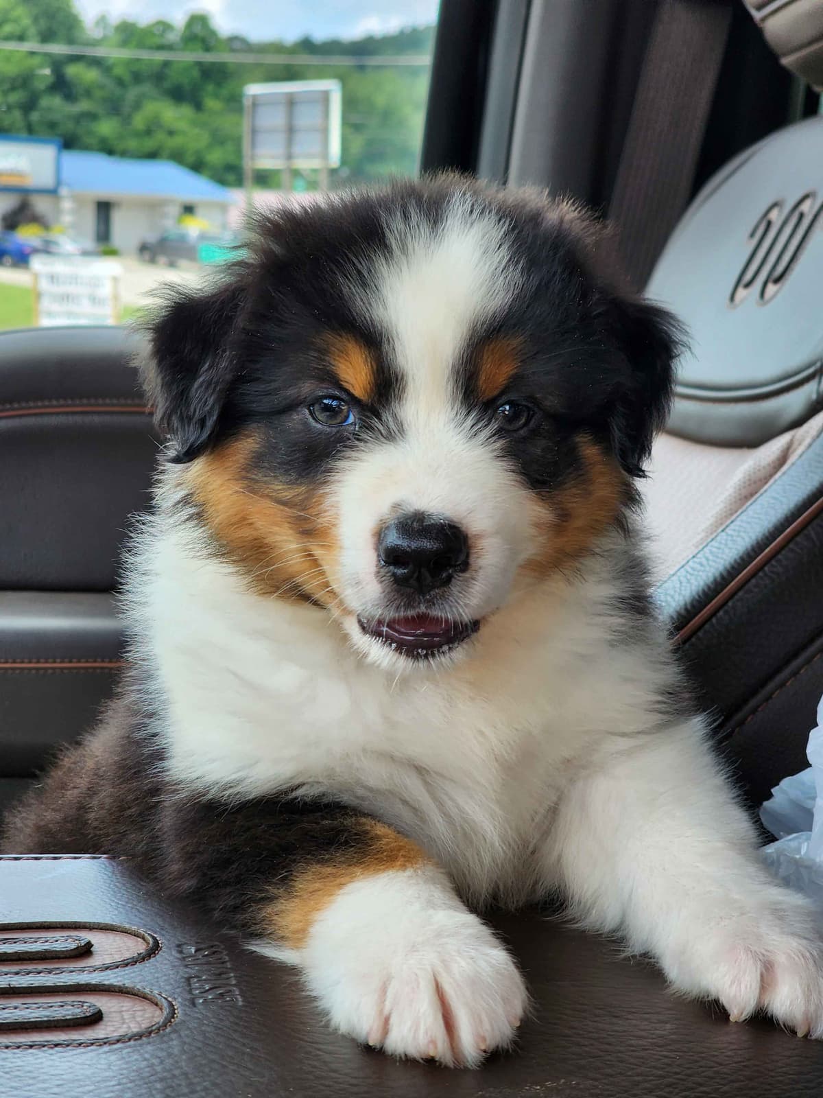 Australian Shepherd Puppies breeder image 25