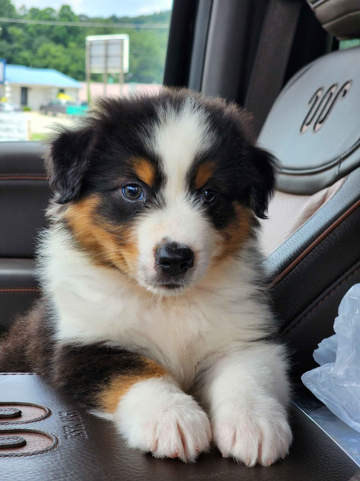 Australian Shepherd Puppies breeder image 26