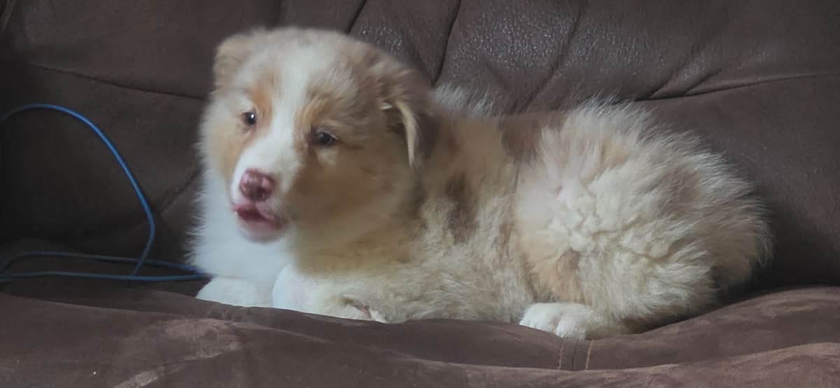 Australian Shepherd Puppies breeder image 29