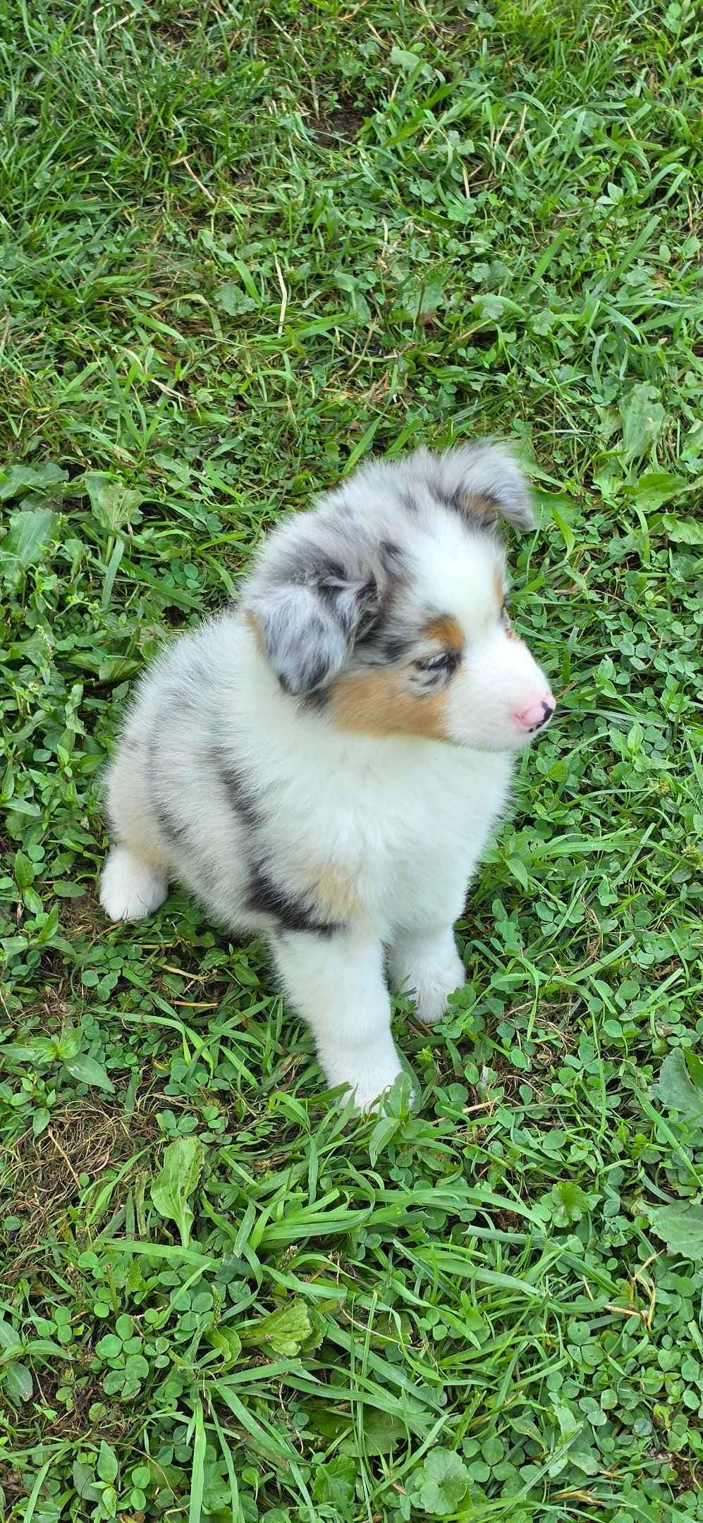 Australian Shepherd Puppies breeder image 28