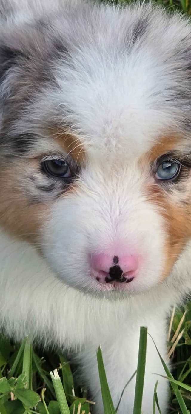 Australian Shepherd Puppies media 2