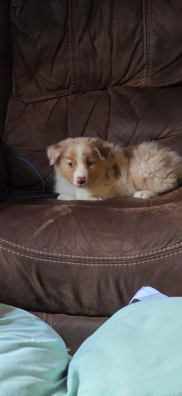 Australian Shepherd Puppies media 4