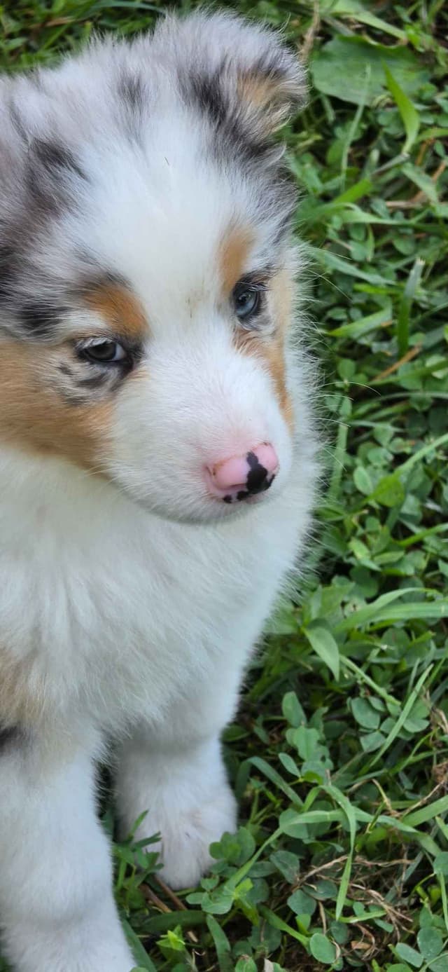 Australian Shepherd Puppies media 6
