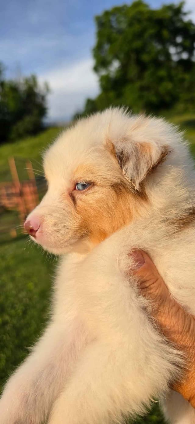 Australian Shepherd Puppies media 5