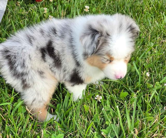 Australian Shepherd Puppies media 12