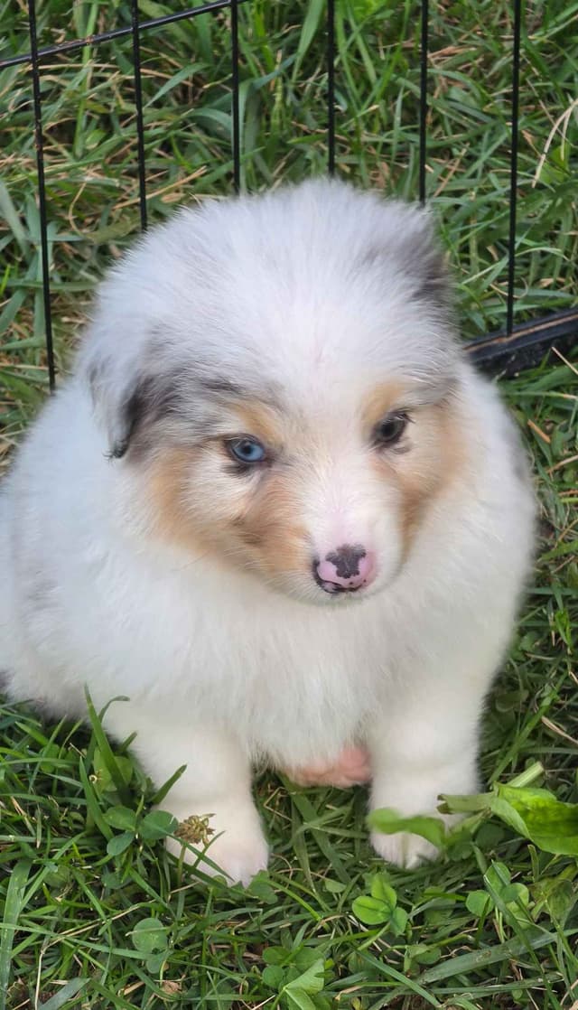 Australian Shepherd Puppies media 11