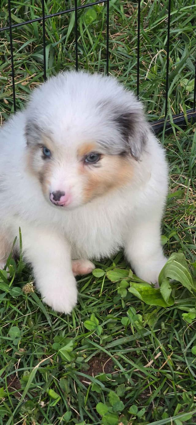 Australian Shepherd Puppies media 8