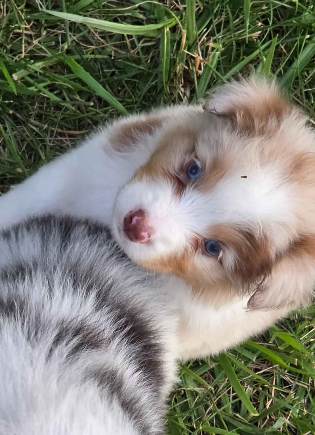 Australian Shepherd Puppies media 10