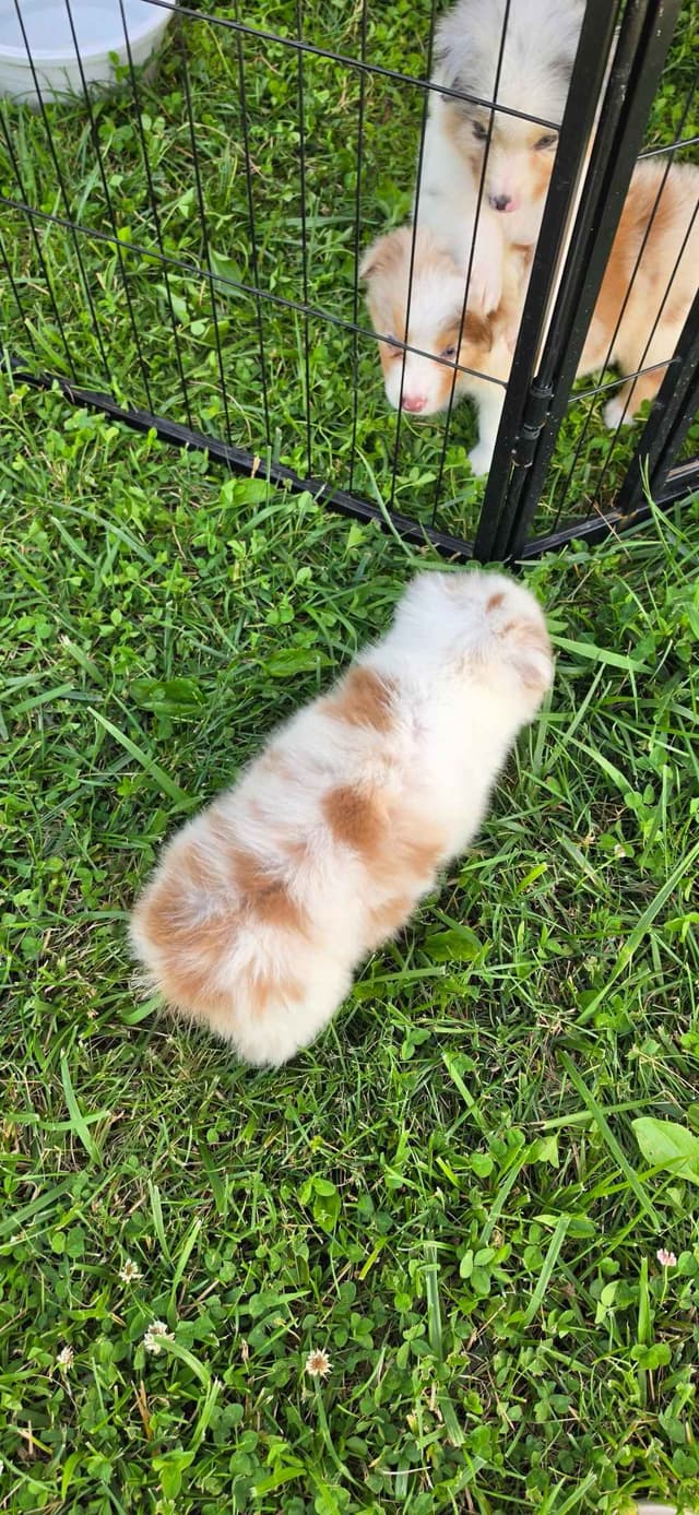 Australian Shepherd Puppies media 19