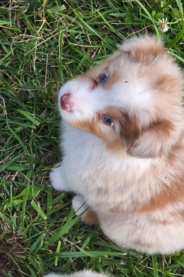 Australian Shepherd Puppies media 14