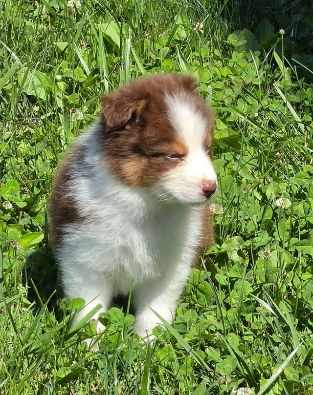Australian Shepherd Puppies media 16