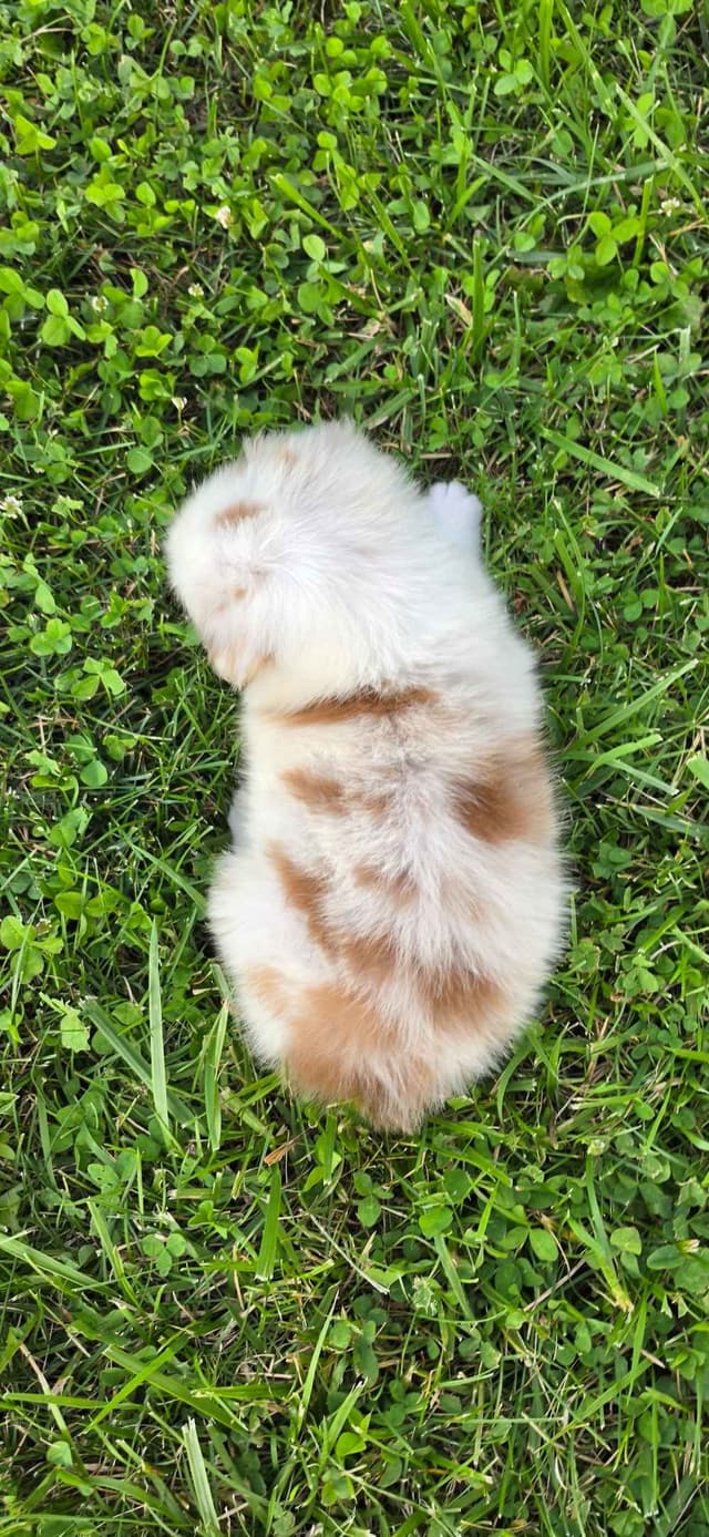 Australian Shepherd Puppies media 15