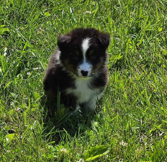 Australian Shepherd Puppies media 18
