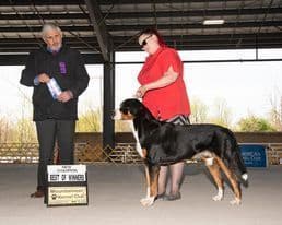 Greater Swiss Mountain Dog Puppies breeder image 2