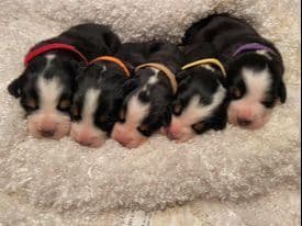 Greater Swiss Mountain Dog Puppies breeder image 3