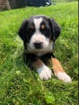 Greater Swiss Mountain Dog Puppies breeder image 4