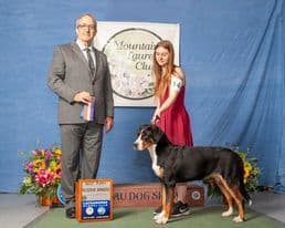 Greater Swiss Mountain Dog Puppies breeder image 6