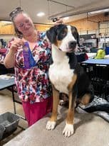 Greater Swiss Mountain Dog Puppies breeder image 7
