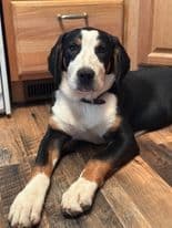 Greater Swiss Mountain Dog Puppies breeder image 9