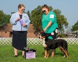 Greater Swiss Mountain Dog Puppies breeder image 10