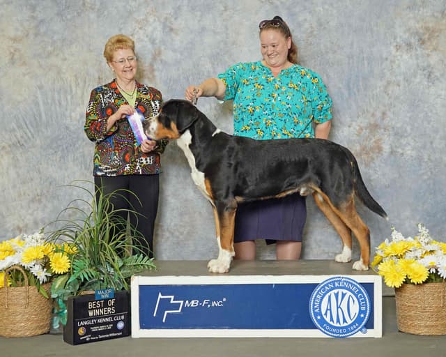 Greater Swiss Mountain Dog Puppies media 2