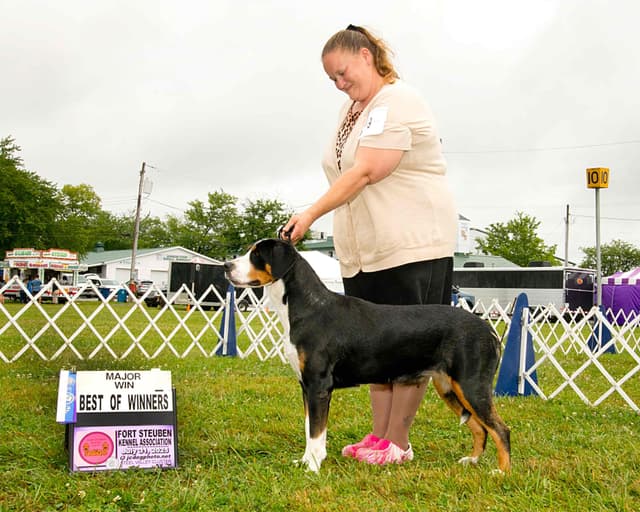 Greater Swiss Mountain Dog Puppies media 4