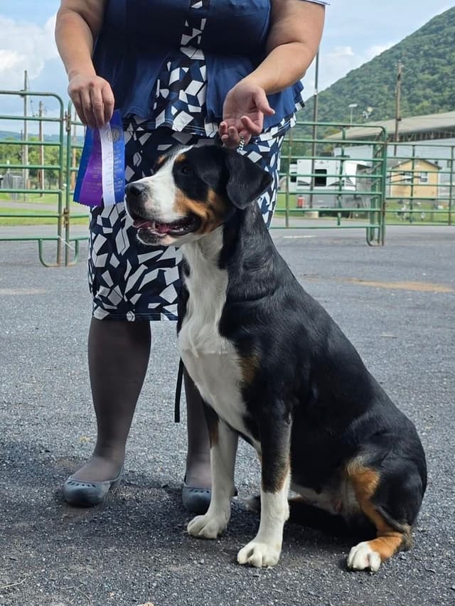 Greater Swiss Mountain Dog Puppies media 5