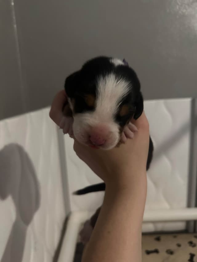 Greater Swiss Mountain Dog Puppies media 2