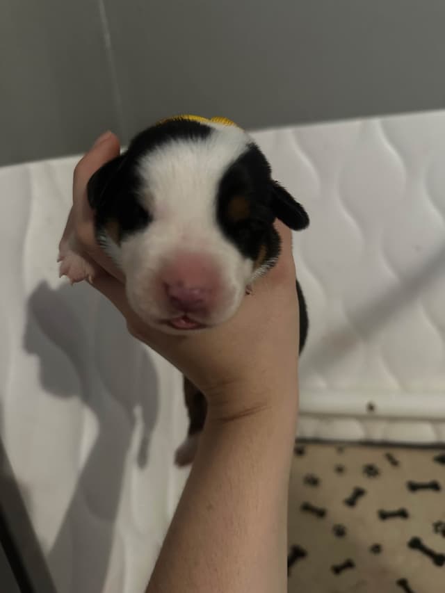 Greater Swiss Mountain Dog Puppies media 4