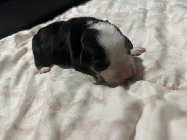 Greater Swiss Mountain Dog Puppies media 5