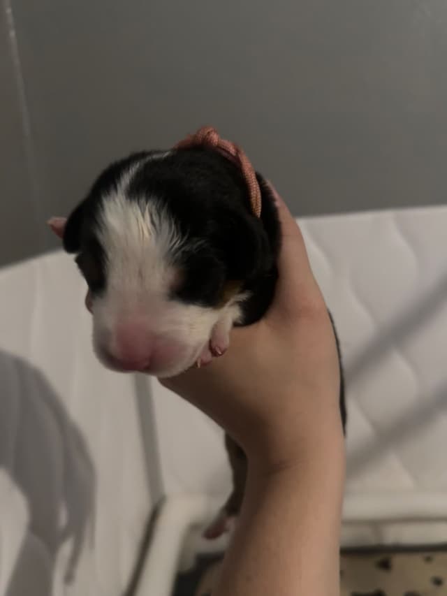 Greater Swiss Mountain Dog Puppies media 6