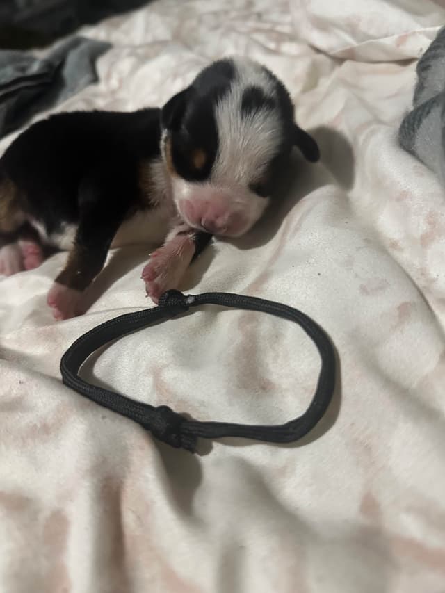 Greater Swiss Mountain Dog Puppies media 7
