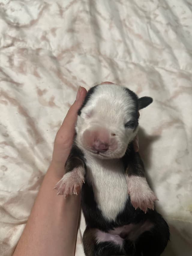Greater Swiss Mountain Dog Puppies media 10