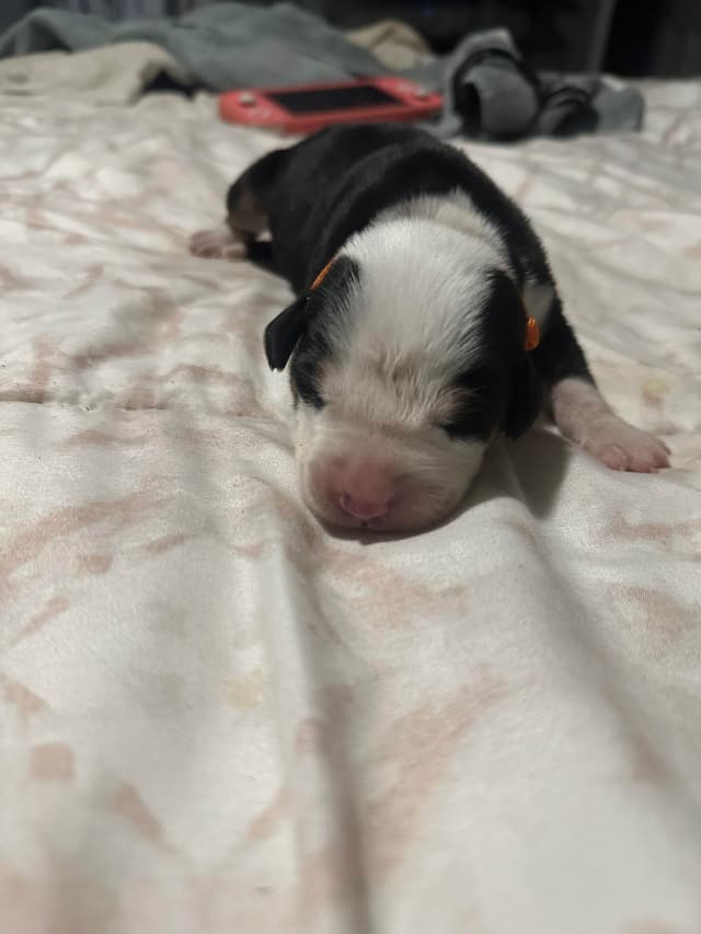 Greater Swiss Mountain Dog Puppies media 9