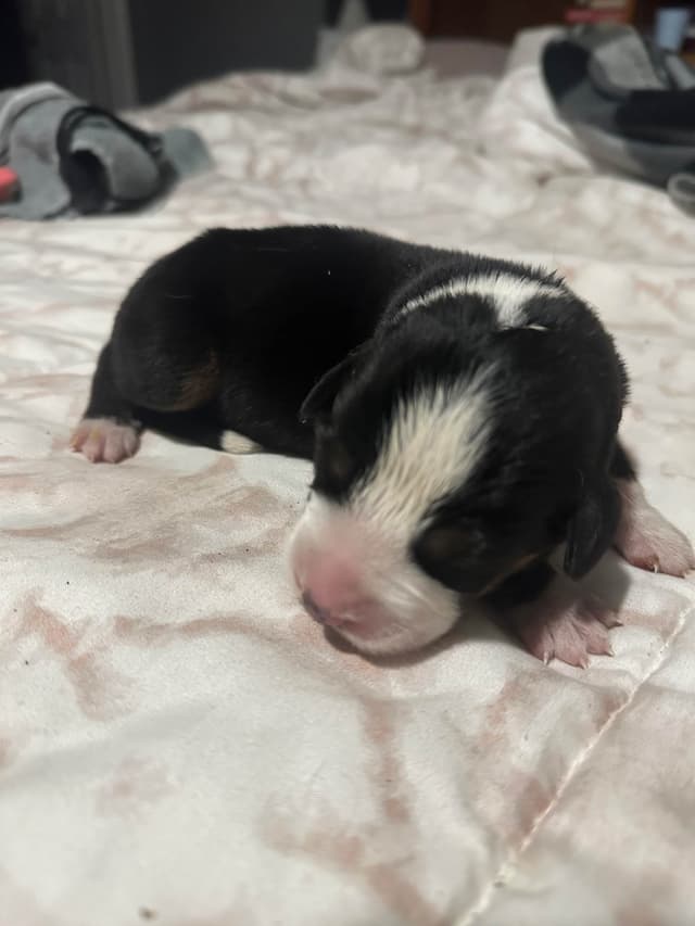 Greater Swiss Mountain Dog Puppies media 8