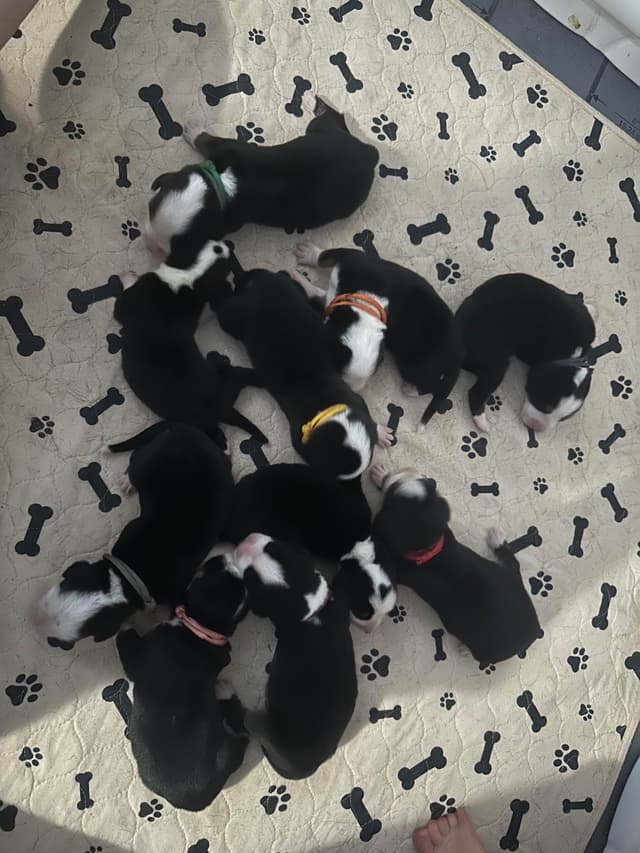 Greater Swiss Mountain Dog Puppies media 11